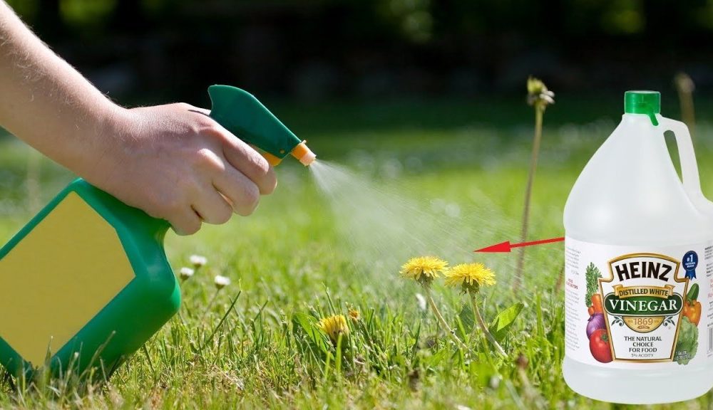 White Vinegar Is a Gardeners Best Friend. Here Are 11 Clever Uses in the Garden in 2020 | Home 