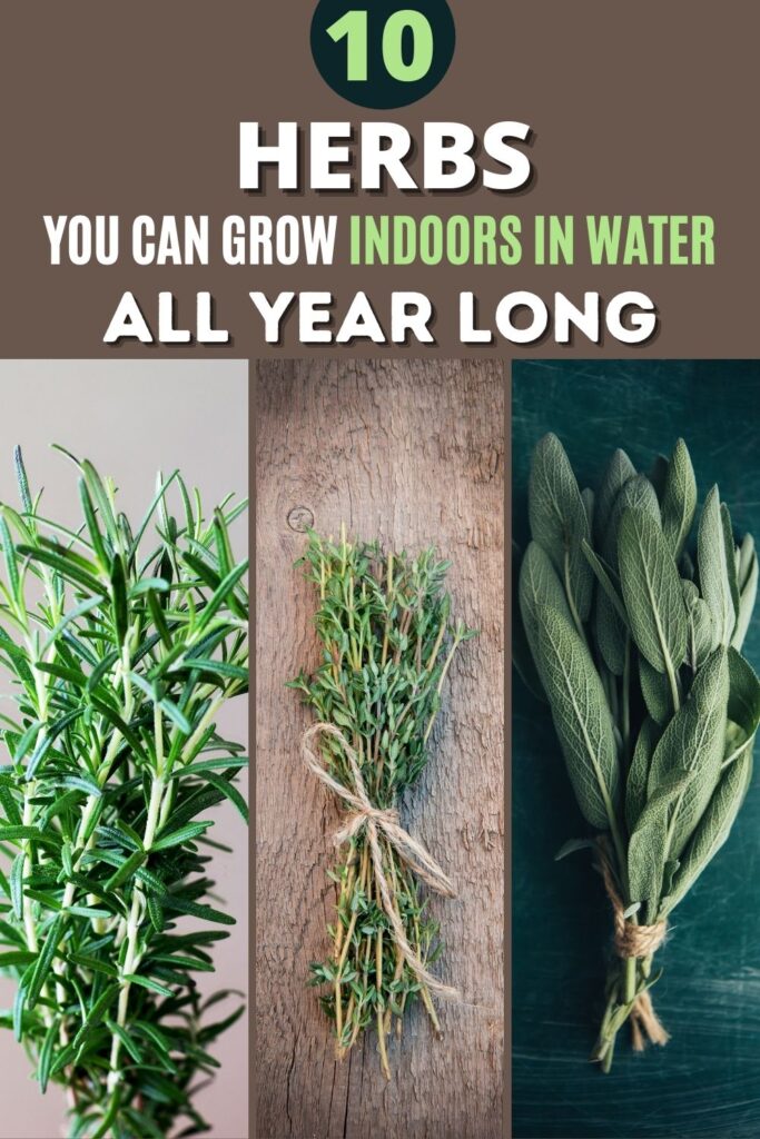10 Herbs You Can Grow Indoors in Water All Year Long