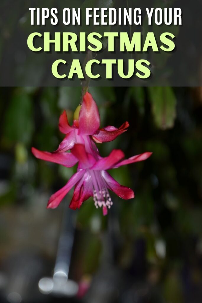 Tips on Feeding Your Christmas Cactus