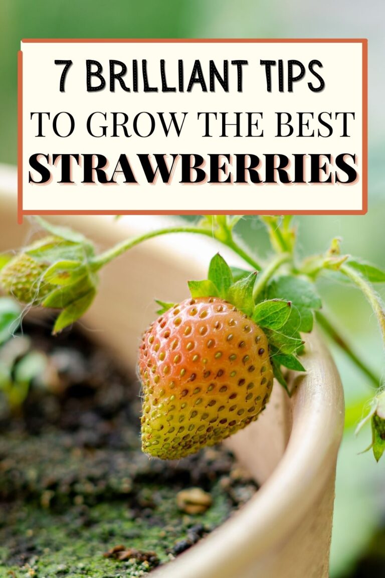 Stop Buying Strawberries. Use These 7 Brilliant Tips To Grow Them At ...