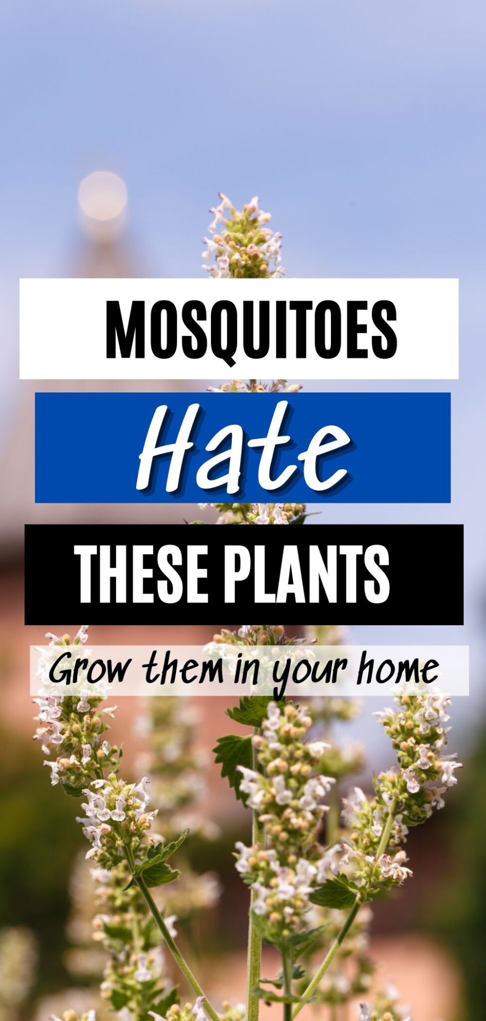 What Plants Do Mosquitoes Hate The Most at Dee Johnny blog